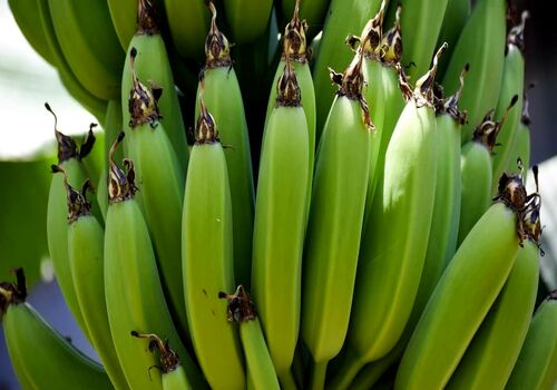 فقط موز سبز بخرید! + فواید موز سبز