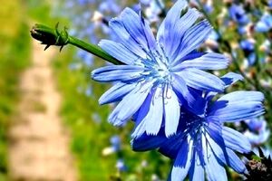 کاسنی بخور و کم خونی رو ناک اوت کن ! 