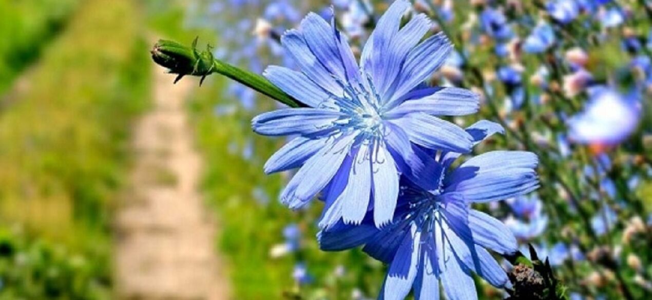 کاسنی بخور و کم خونی رو ناک اوت کن ! 