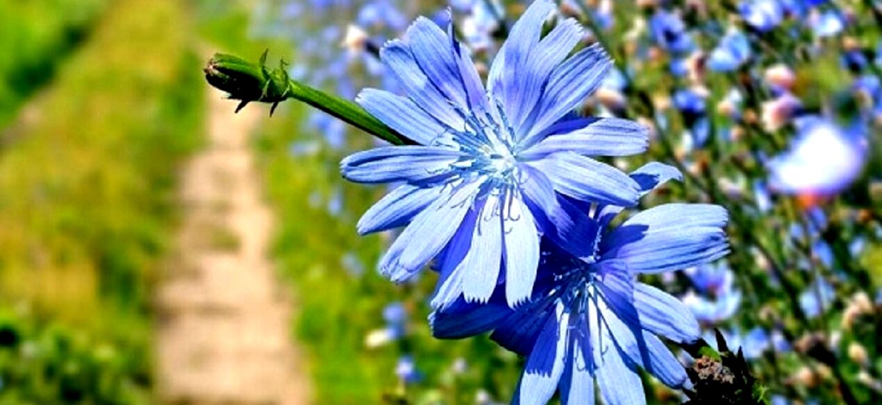 کاسنی بخور و کم خونی رو ناک اوت کن ! 