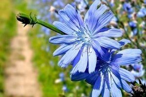 کاسنی بخور و کم خونی رو ناک اوت کن ! 
