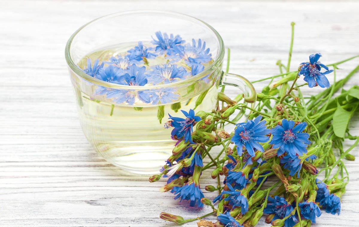 عرق کاسنی و صفر تا صد خواص درمانی آن  + طبع 