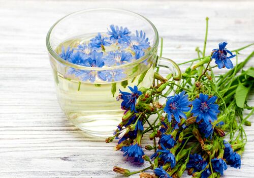 عرق کاسنی و صفر تا صد خواص درمانی آن  + طبع 