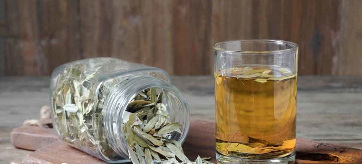 برگ سنا برای یبوست 