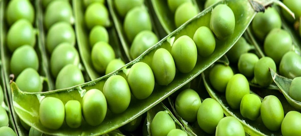 نگهداری از نخود فرنگی