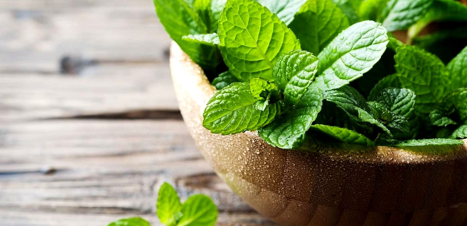 همه چیز در مورد پونه؛ از خواص دارویی تا هشدارهای مصرف + طبع و کالری