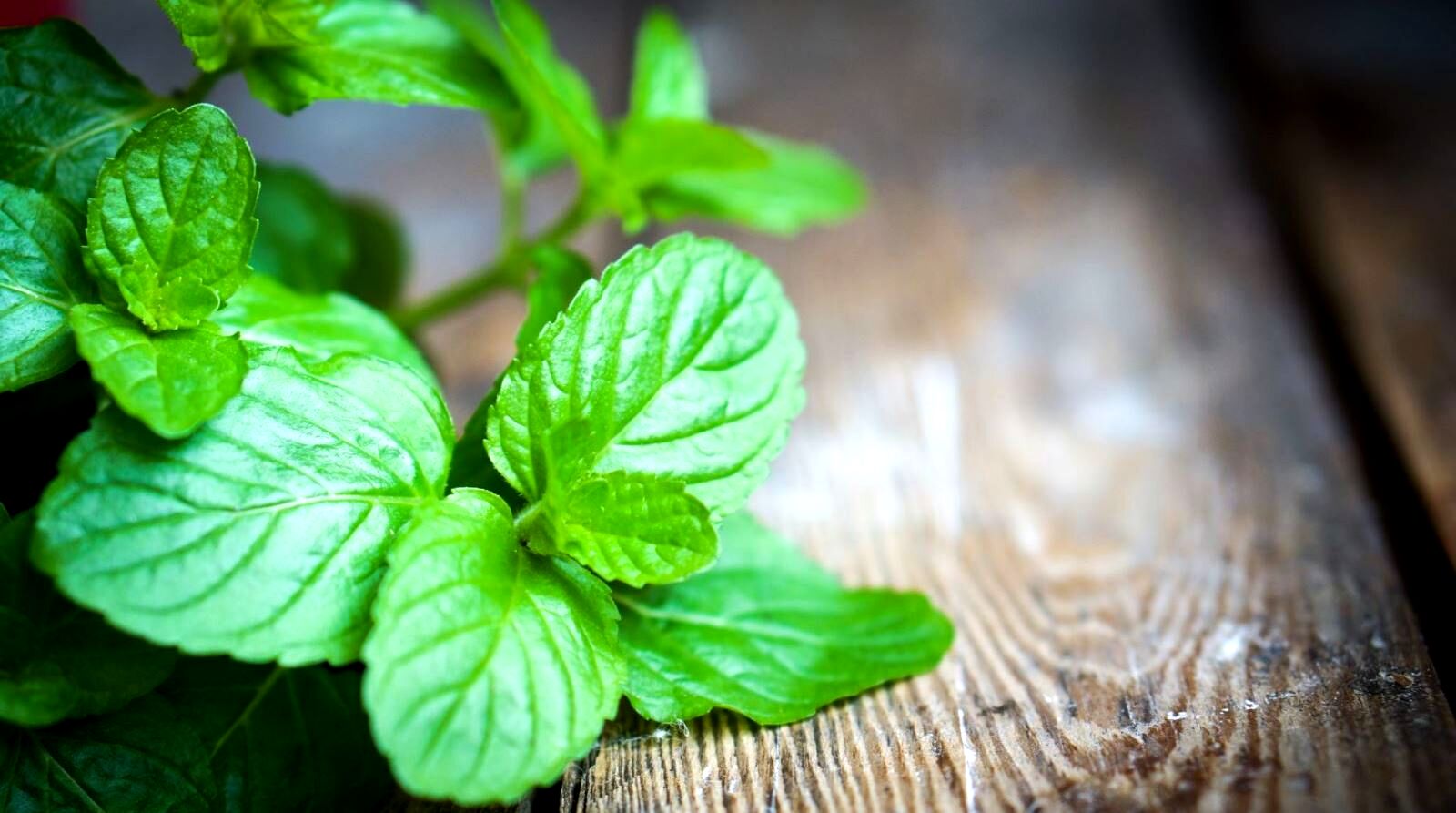 ماسک نعنا برای انواع پوست + نحوه تهیه 
