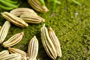 برای از بین بردن نفخ شکم، رازیانه بخور | بهترین زمان مصرف رازیانه 