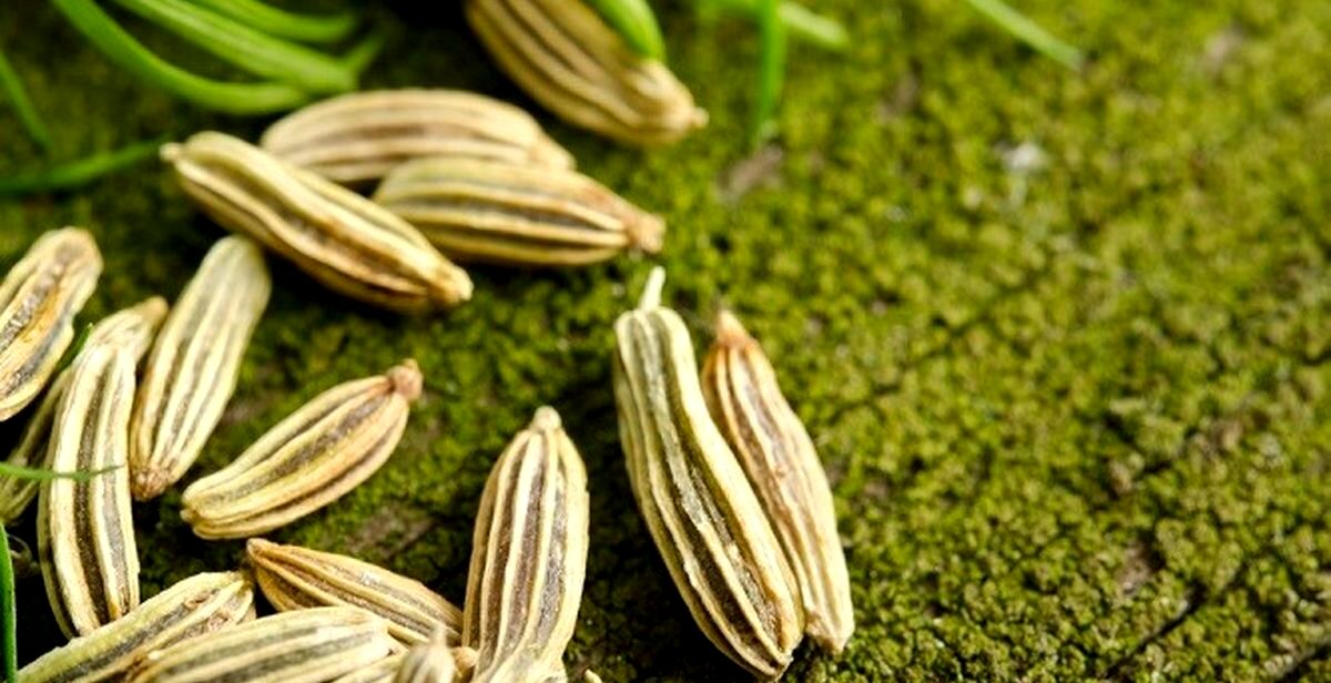 برای از بین بردن نفخ شکم، رازیانه بخور | بهترین زمان مصرف رازیانه 