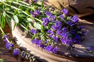 خواص زوفا؛ یک گل زیبا با خواص درمانی بی نظیر 