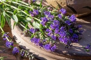 خواص زوفا؛ یک گل زیبا با خواص درمانی بی نظیر 