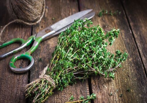 دمنوش آویشن برای پاکسازی ریه + نحوه مصرف